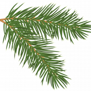 Pine PNG Immagine di alta qualità