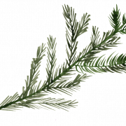 Pine PNG Picture