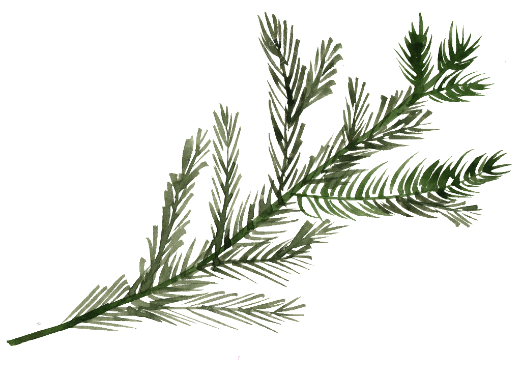 Pine PNG Picture