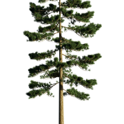 Pine Tree PNG File