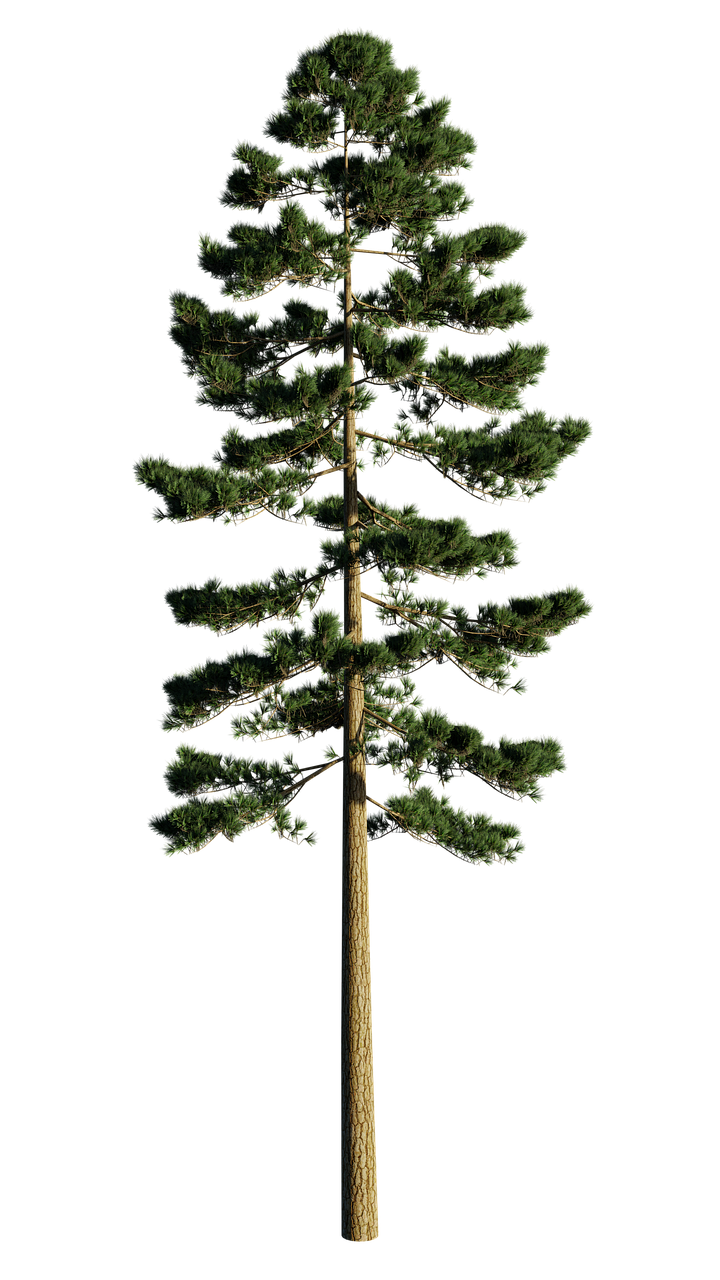 Pine Tree PNG File