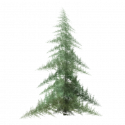 Pine Tree PNG Free Download