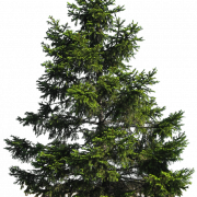 Pine Tree PNG صورة مجانية
