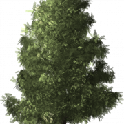 Gambar pinus pohon png