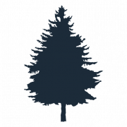 Pine Tree PNG Picture