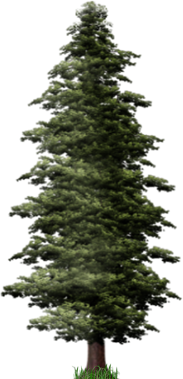 Pine Tree PNG