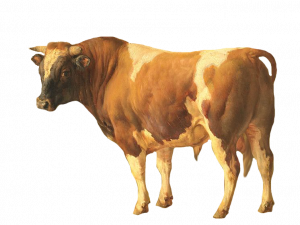 Realistic Cattle