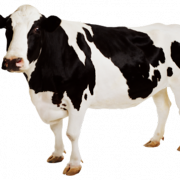 Cattal Cattle PNG Clipart