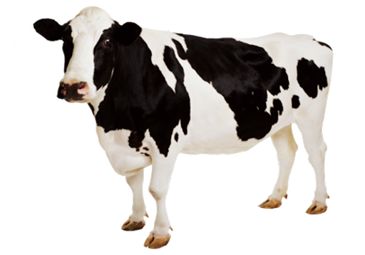 Realistic Cattle PNG Clipart