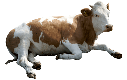 Realistic Cattle PNG Free Download
