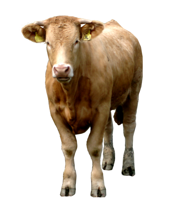 Realistic Cattle PNG Image