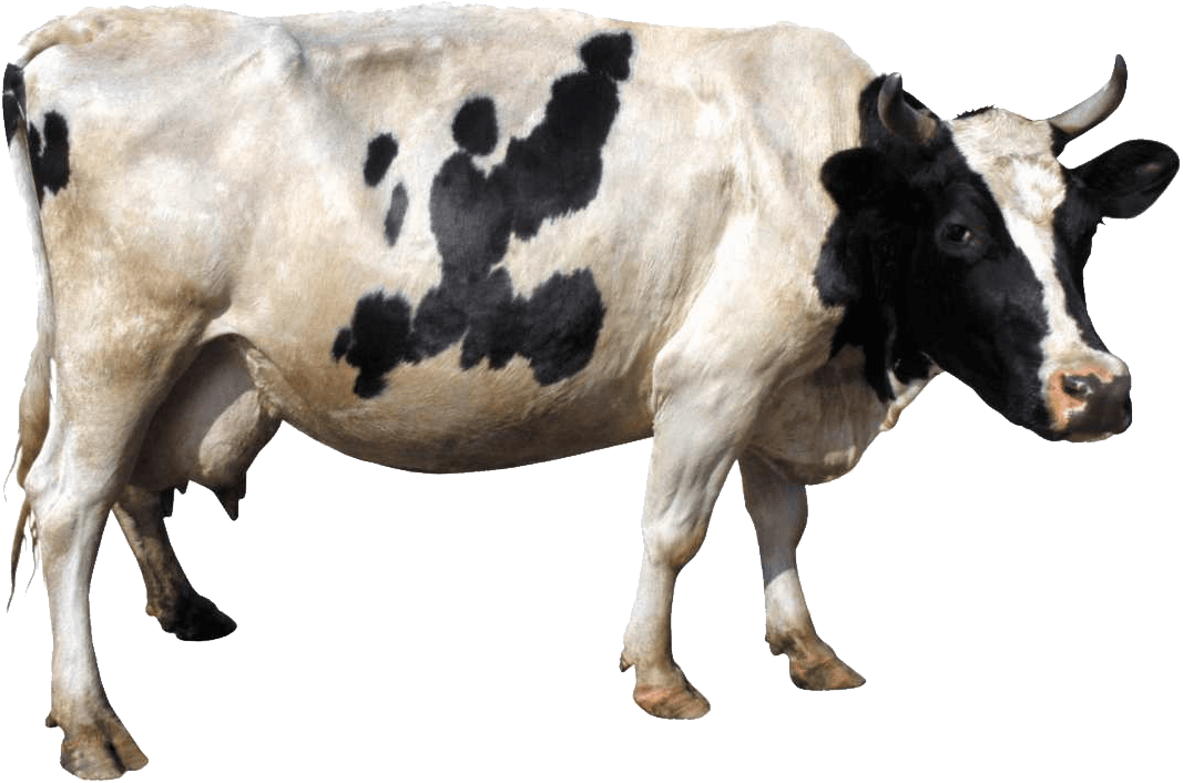 Realistic Cattle PNG