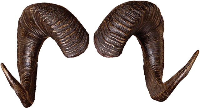 Realistic Horn PNG Image
