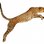 Tumatakbo cheetah