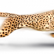 Running Cheetah PNG Clipart