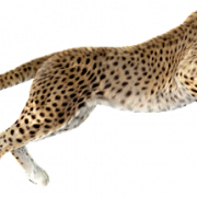 Esecuzione del file PNG di ghepardo