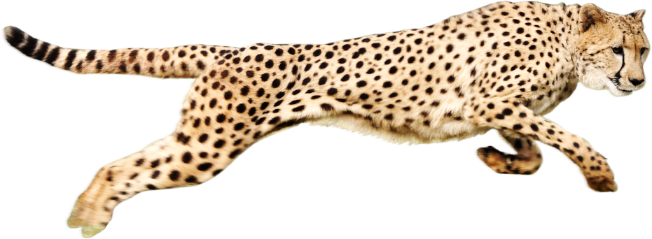 Running Cheetah PNG Free Download