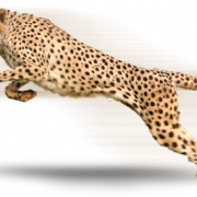 Running Cheetah PNG Image