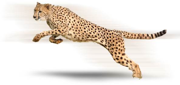 Ejecución de la imagen de Cheetah Png