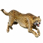 Menjalankan gambar png cheetah