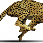 Ejecutando el guepardo transparente