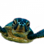 Sea Turtle PNG