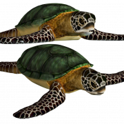 Sea Turtle PNG Clipart