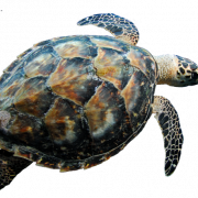 Sea Turtle PNG File