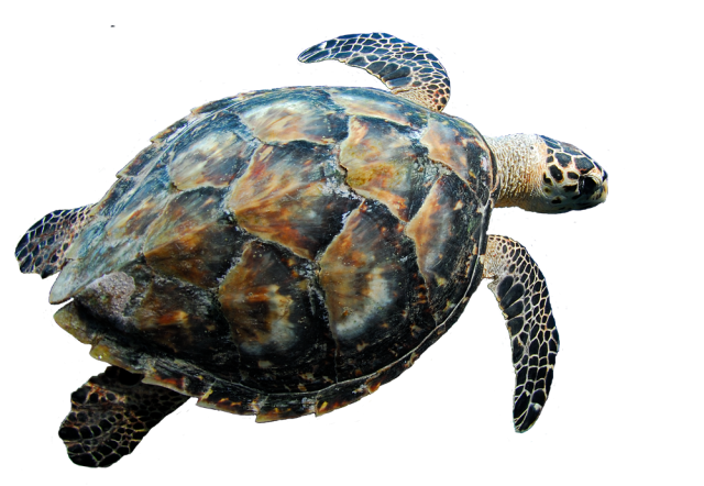 Archivo png de tortuga marina