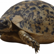 Sea Turtle PNG Free Download