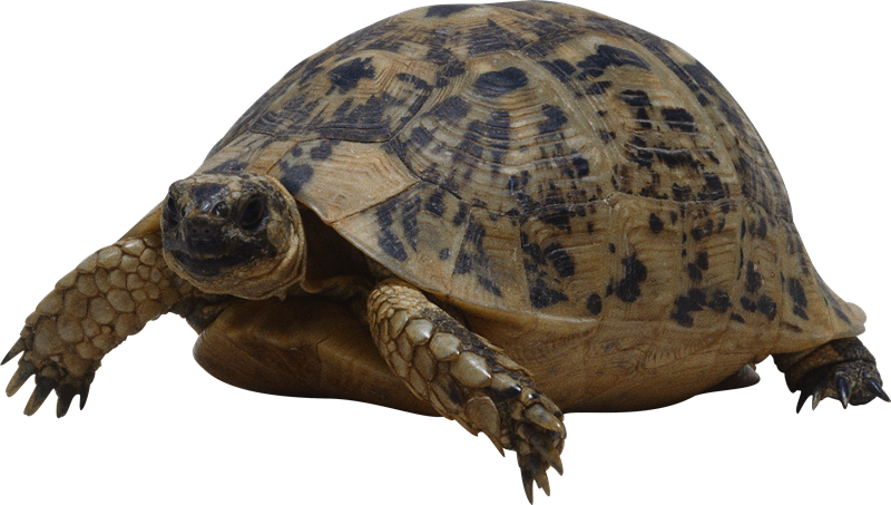 Sea Turtle PNG Free Download