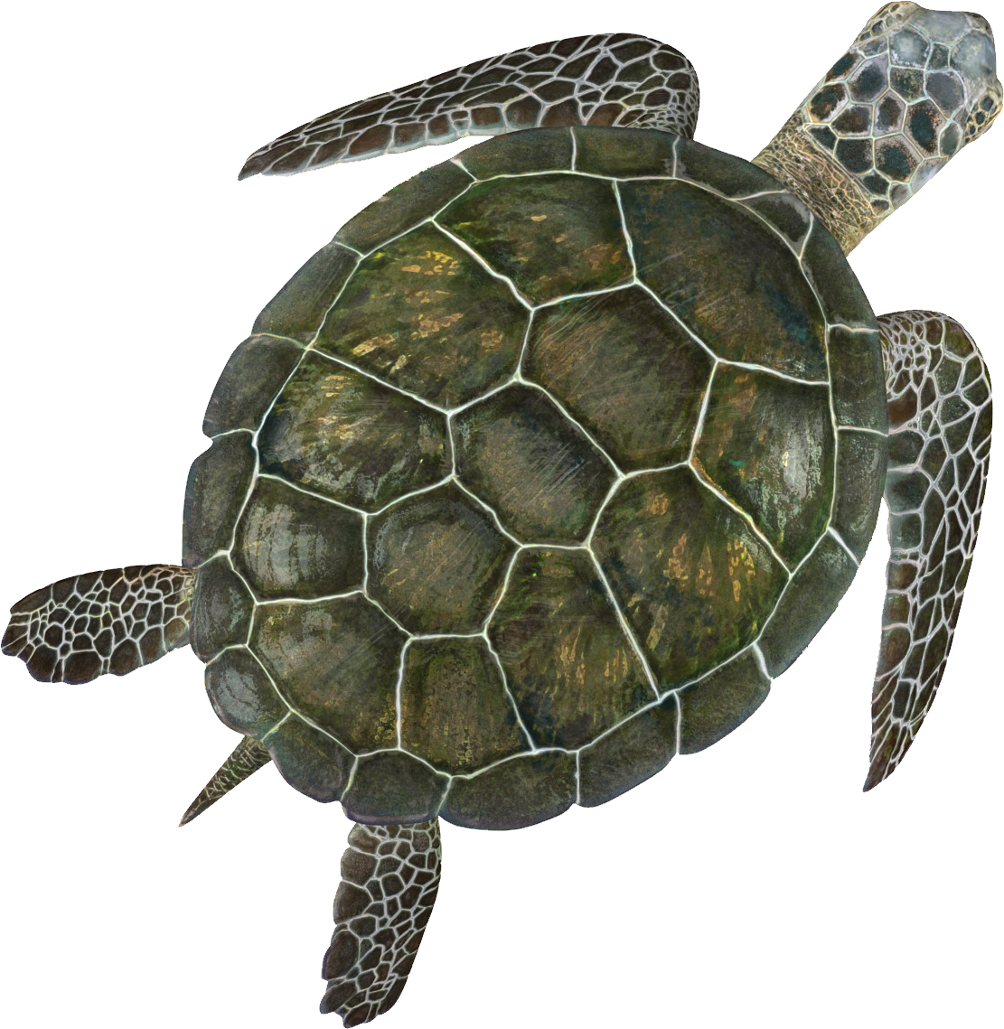 Sea Turtle PNG Free Image