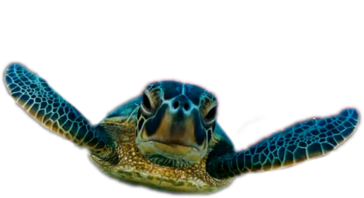 PNG de tortue de mer