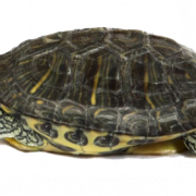 Sea Turtle Transparent