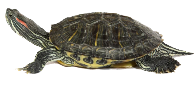 Морская черепаха прозрачна