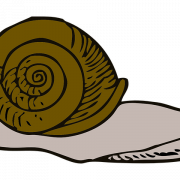 Slow Snail PNG Image