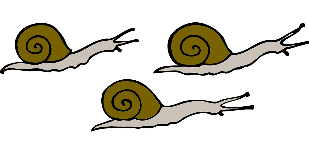 Slow Snail