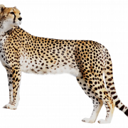 Staande cheetah png afbeelding