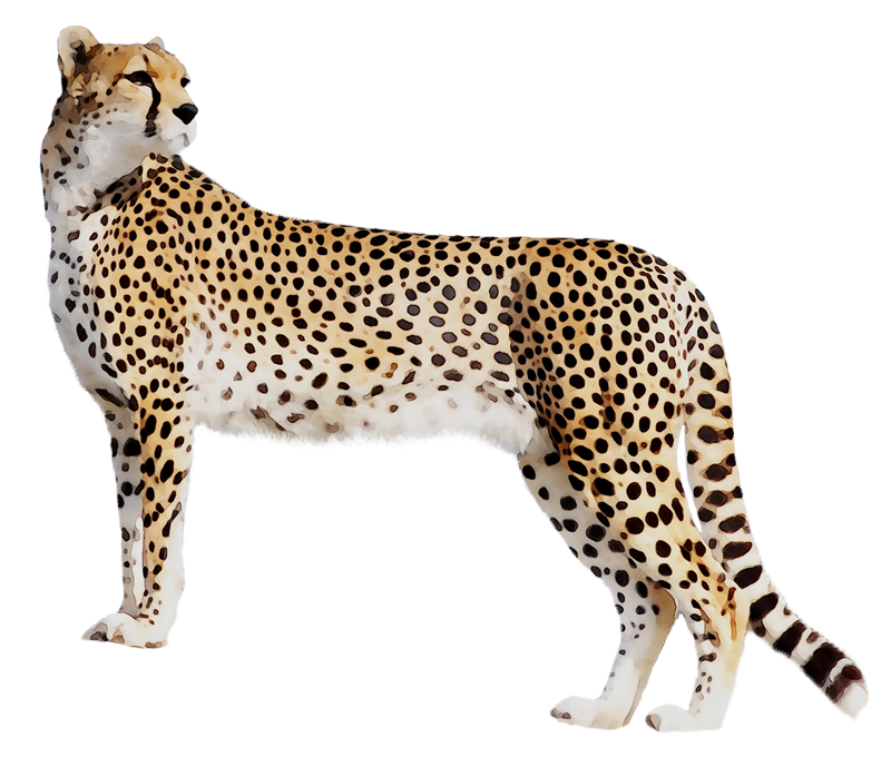 Standing Cheetah PNG Image