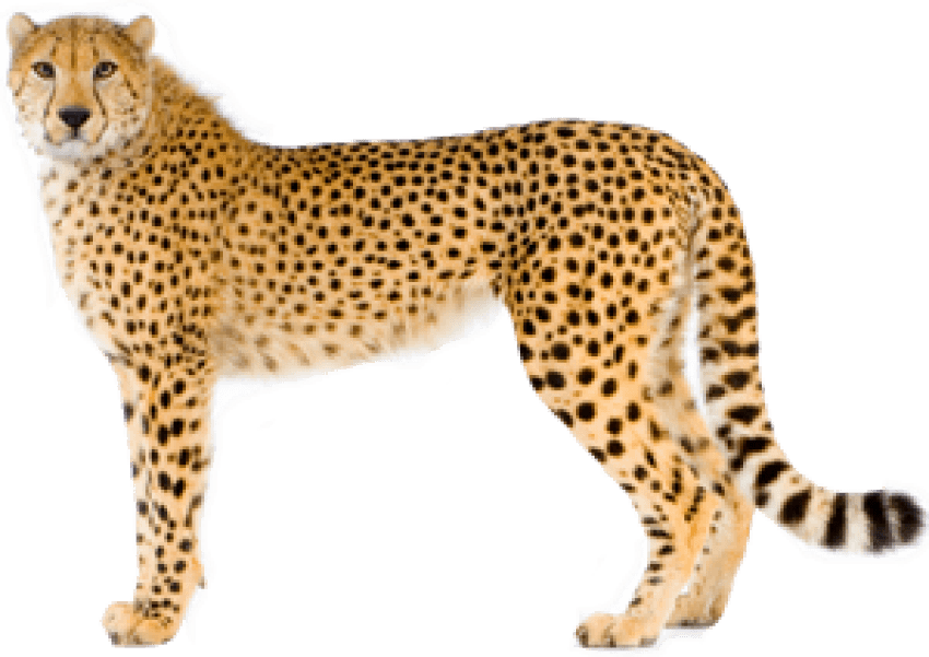 Standing Cheetah PNG