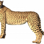 Cheetah de pie transparente