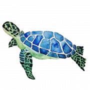 Turtle PNG Clipart