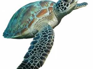 Черепаха PNG скачать изображение
