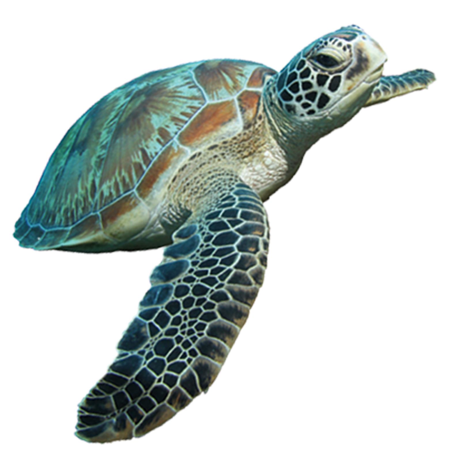 Turtle PNG Download Image
