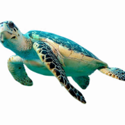 Turtle PNG Free Image