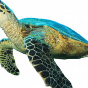 Turtle PNG HD Image