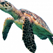 Turtle PNG High Quality Image