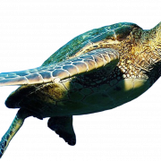 Turtle PNG Image