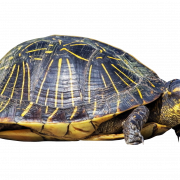 Turtle PNG Image File