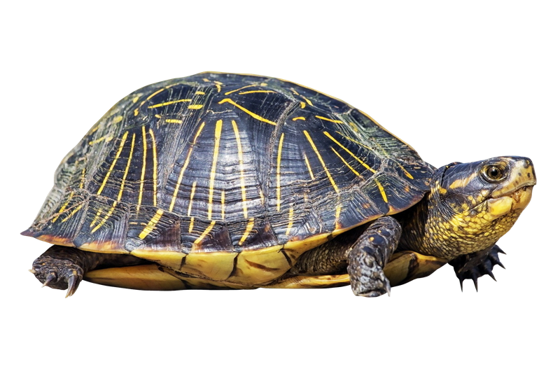 Turtle PNG Image File
